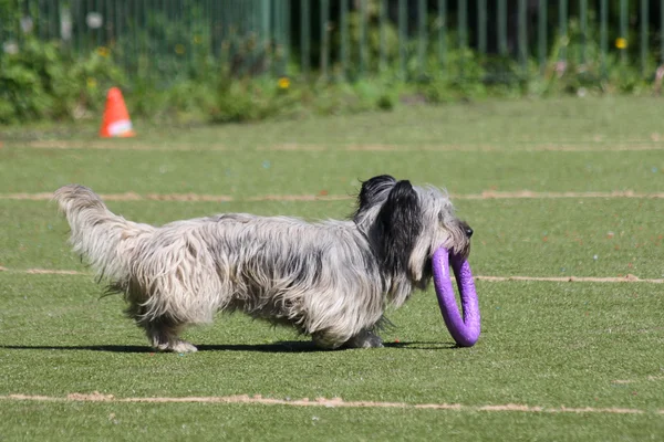 Perro corre durante el entrenamiento — Foto de Stock