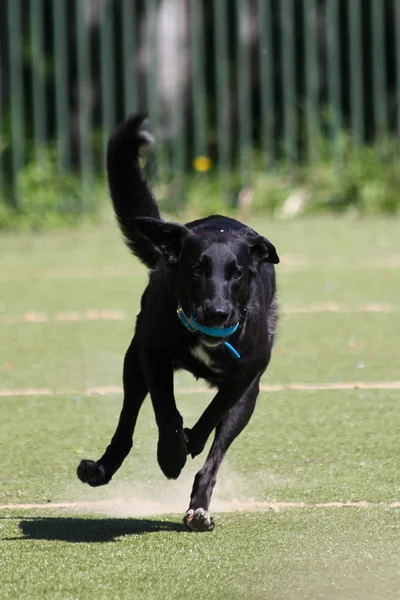 Svart hund springa med bollen — Stockfoto