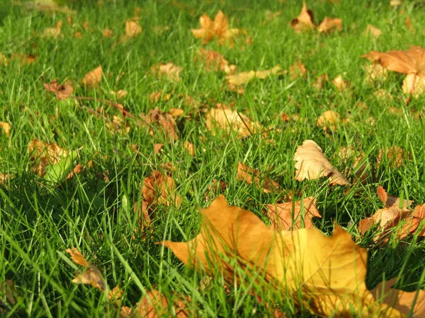 Dry Maple Leaves Grass Royalty Free Stock Images