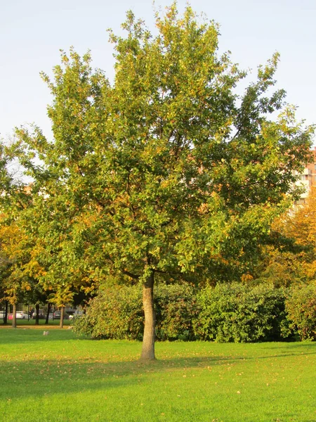 Jesienne Drzewo Liściaste Zielonym Trawniku — Zdjęcie stockowe