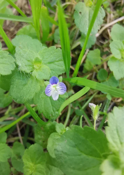 Delicate Lila Bloem Tegen Achtergrond Van Groene Bladeren Spinnenwebben — Stockvector