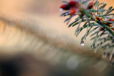Büyük sabah çiğ damlası ile iğne çam dalı. Doğanın güzelliği, sonbahar renkleri, yeşil, kırmızı, kahverengi. Makro fotoğrafçılığı kapat.