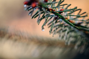 Büyük sabah çiğ damlası ile iğne çam dalı. Doğanın güzelliği, sonbahar renkleri, yeşil, kırmızı, kahverengi. Makro fotoğrafçılığı kapat.