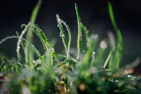 Groen Nat Vers Gras Met Dauw Een Blad Schoonheid Van — Stockfoto