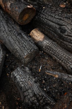 Used cigarette butt lies on the ground of a burned forest, with black tree trunks. Human mistake with cigarettes can cause dangerous forest fire, ecological catastrophe, Environmental disaster.