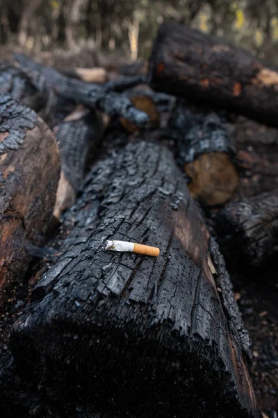 Acercamiento Cigarrillo Encendido Los Árboles Negros Quemados Causa Bosque Quemado —  Fotos de Stock