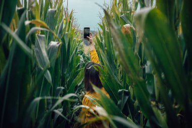 Arkadan bir kadın, sarı gömlekli, mısır tarlasının ortasında cep telefonuyla uzun yeşil yapraklar ve gökyüzünde fotoğraf çekiyor. Kırsal oto portreler, yeşil ve sarı.