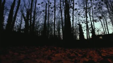 LOW ANGLE, TRACKING SHOT: Maple leaves on the ground of an empty forest, with tall trees and wind moving the leaves, during a fall at evening or night. Cinematic Autumn landscape view.