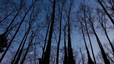 LOW ANGLE, SIDE TRACKING SHOT: Looking Up At Tree Canopy, silhouettes of tree tops with no leaves at night time, with dark blue sky. Fall or winter landscape. Moon Glows Through Tree Branches