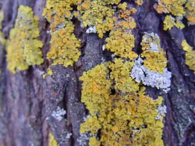 Parlak sarı bir liken ile kaplanmış bir ağacın yüzeyi.
