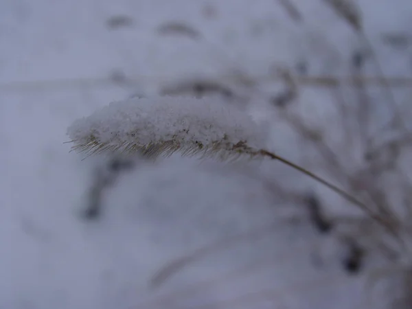 Torrt Gräs Täckt Med Frost Närbild — Stockfoto