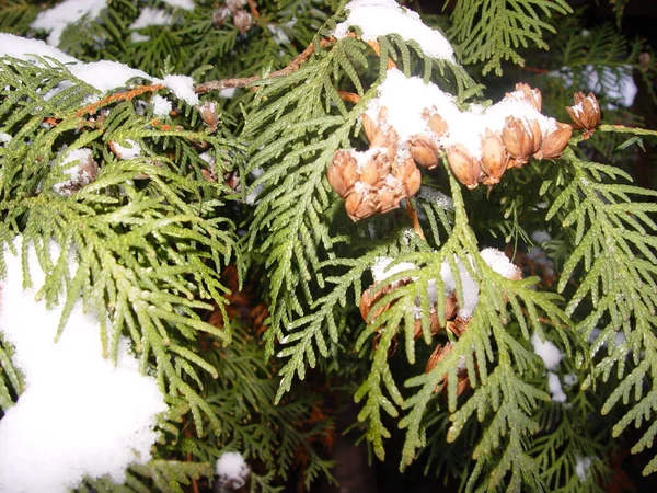 Větev Věčně Zelené Thuja Sněhu Zblízka — Stock fotografie
