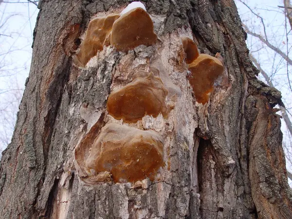 Ağacın Yüzeyi Büyümeyle Kahverengidir — Stok fotoğraf