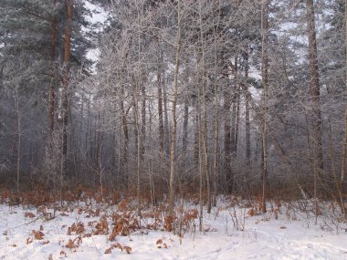 Kış orman manzarası - donla kaplı ağaçlar