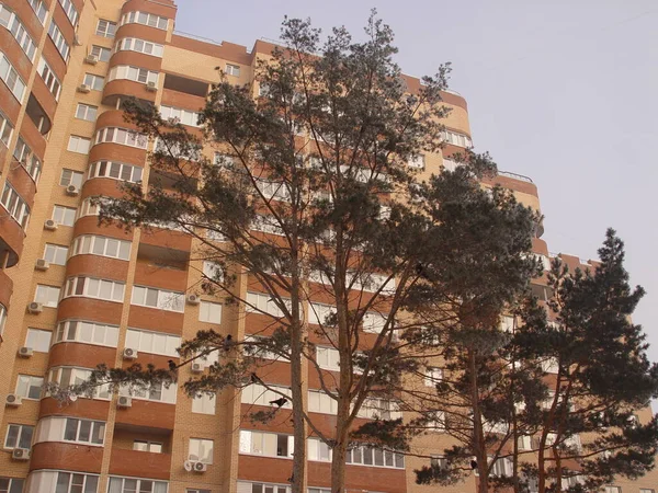 Paesaggio Urbano Invernale Albero Sullo Sfondo Grattacielo — Foto Stock