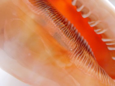 Büyük deniz kabuğu. Yaklaş.