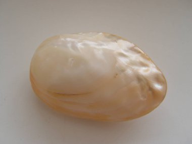 İnci pembesi deniz kabuğu. Yaklaş.