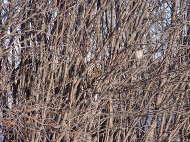 Şehirde yol boyunca sık çalılar var.