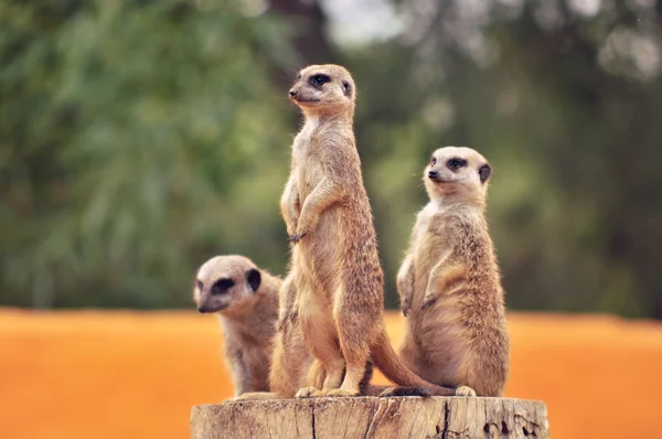 Stokstaartjes familie dierentuin — Stockfoto