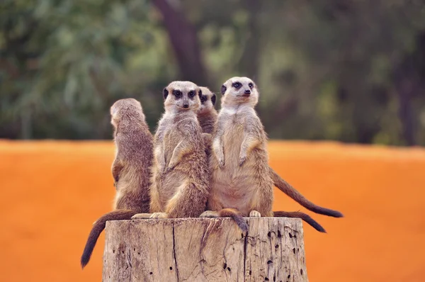 Zoológico da família meerkats — Fotografia de Stock