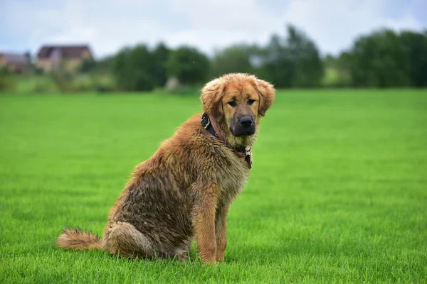 チベットのマスチフの子犬 — ストック写真