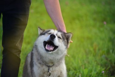 Sibirya kurdu doğası gereği