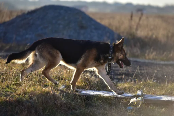 Deutscher Schäferhund Der Natur — Stockfoto