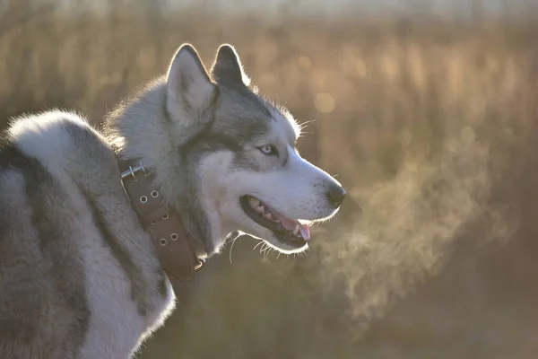 Sibiřský Husky Přírodě — Stock fotografie