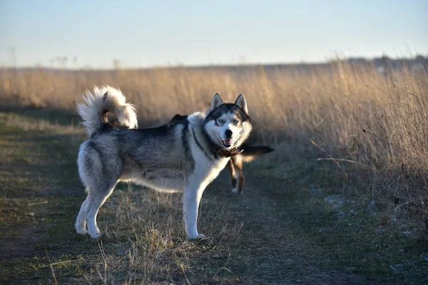 Husky Siberiano Naturaleza —  Fotos de Stock
