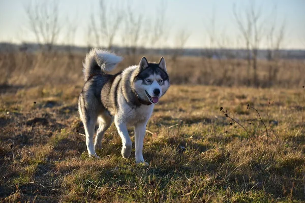 Sibirisk Husky Naturen — Stockfoto