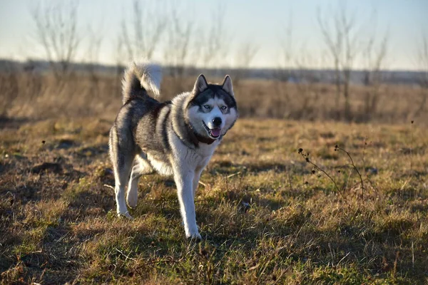 Sibirisk Husky Naturen — Stockfoto