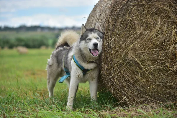 Sibirischer Husky Der Natur — Stockfoto