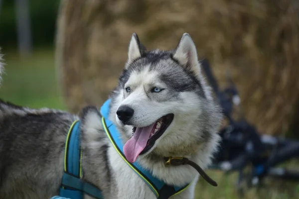 Sibirya kurdu doğası gereği