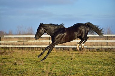 Siyah at tarlada koşuyor.