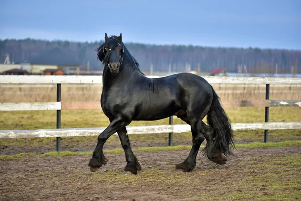 Cavalo Frísio Nos Campos Galopando — Fotografia de Stock