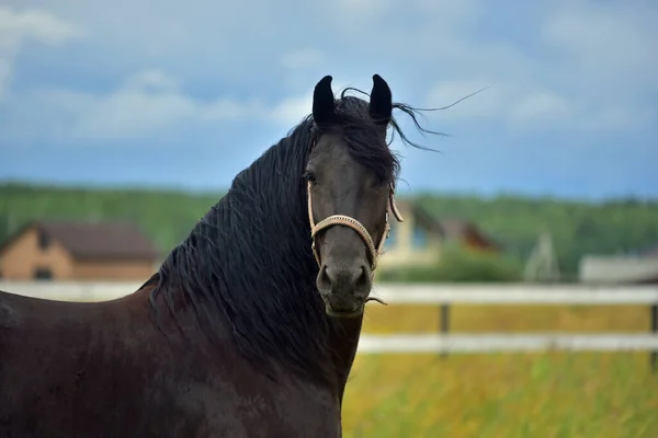Frizya atı dört nala koşuyor.