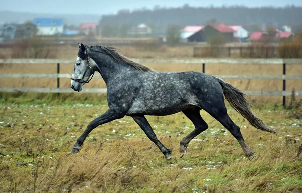 Gray Eagle Trotter Galoppeert Het Veld — Stockfoto