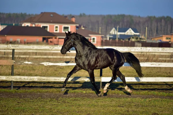 黒い馬が畑を歩き回り — ストック写真
