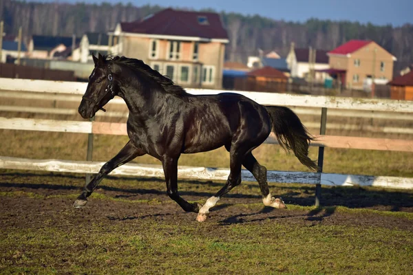 黒い馬が畑を歩き回り — ストック写真