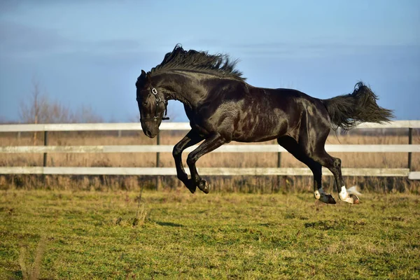 Zwart Paard Draven Het Veld — Stockfoto