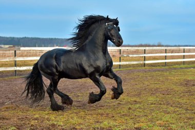 Siyah at tarlada dört nala koşuyor.