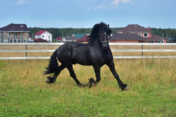 Zwart Paard Galoppeert Het Veld — Stockfoto