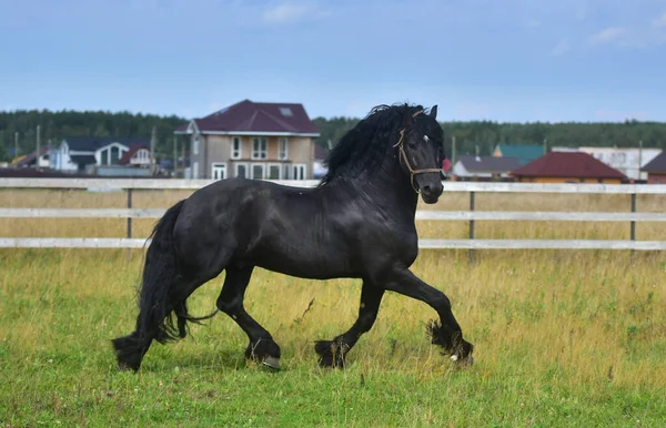 フィールドに黒い馬のギャロップ — ストック写真