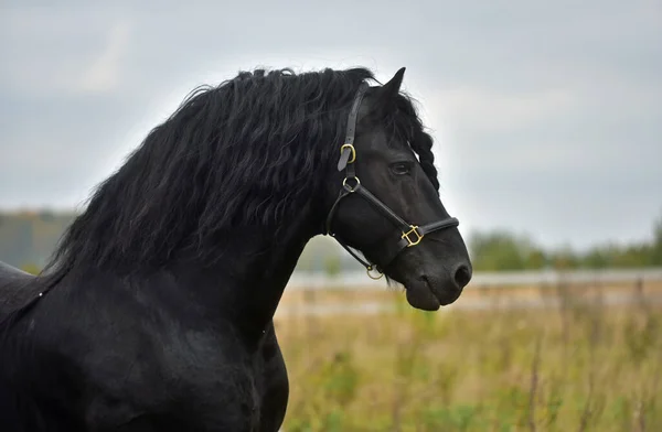 Czarny Koń Galopuje Polu — Zdjęcie stockowe
