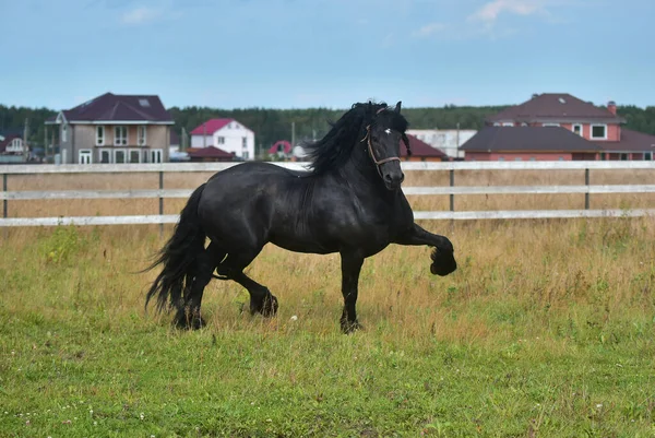 フィールドに黒い馬のギャロップ — ストック写真