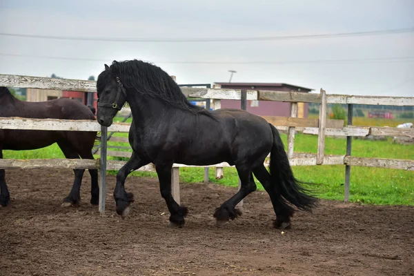 Galopes Caballo Negro Campo —  Fotos de Stock