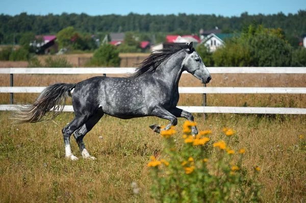 Oryol koşucusunun gri aygırı tarlada dört nala koşuyor.