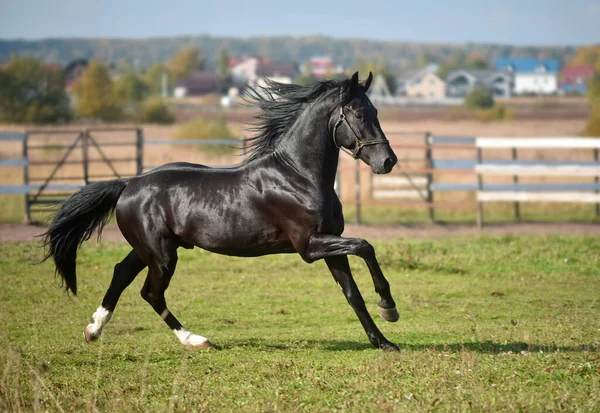 Schwarzes Pferd Galoppiert Auf Dem Feld — Stockfoto