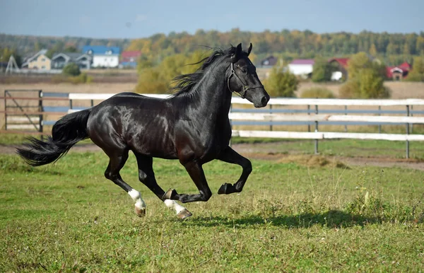 フィールドに黒い馬のギャロップ — ストック写真