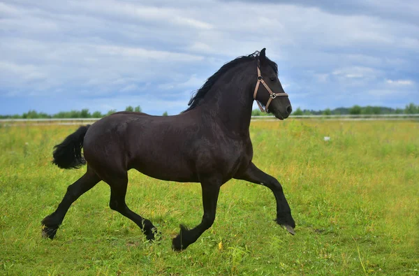 Cavalo Frísio Corre Para Campo — Fotografia de Stock